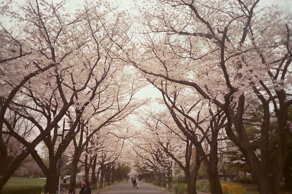 近所の公園