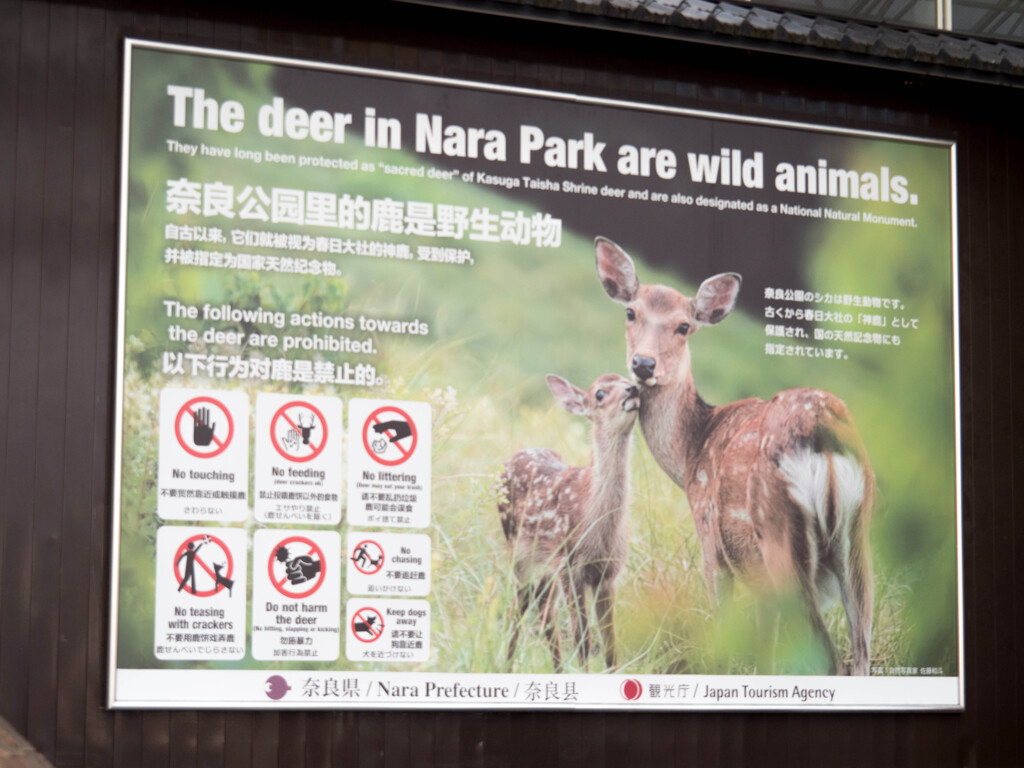 奈良公園の鹿は野生動物です（禁止事項・注意事項）