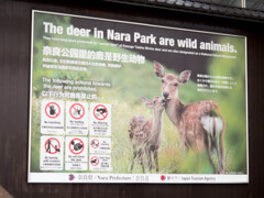 奈良公園の鹿は野生動物です（禁止事項・注意事項）