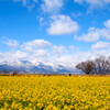 寒咲花菜と比良山系