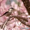 桜色の宴