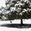 鹿と雪