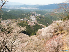 吉野山　誰もが写す　この構図