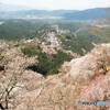 吉野山　誰もが写す　この構図
