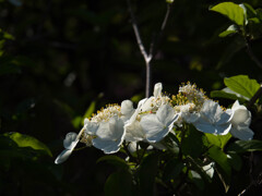 中国揚州の名花「瓊花」