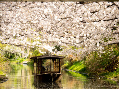 桜満開の舟遊び