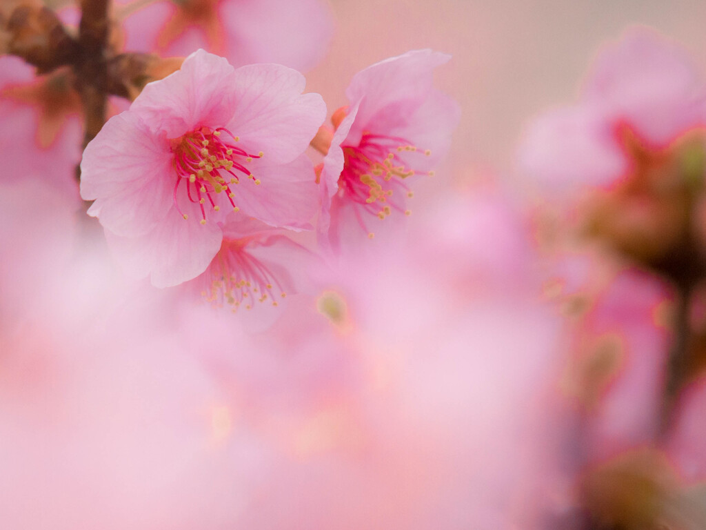 桜色の春眠