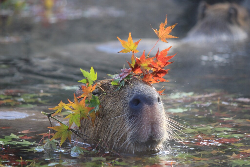 お湯の中からこんにちは