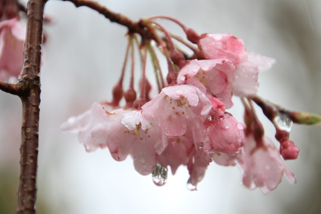雨の桜1