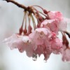 雨の桜1