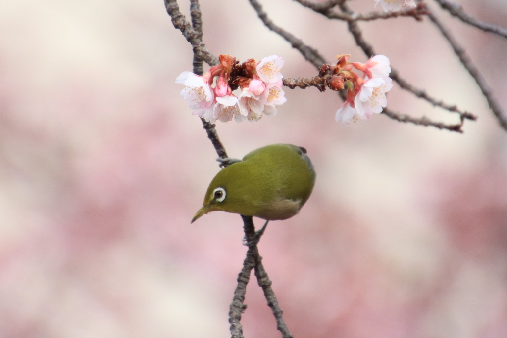 満開