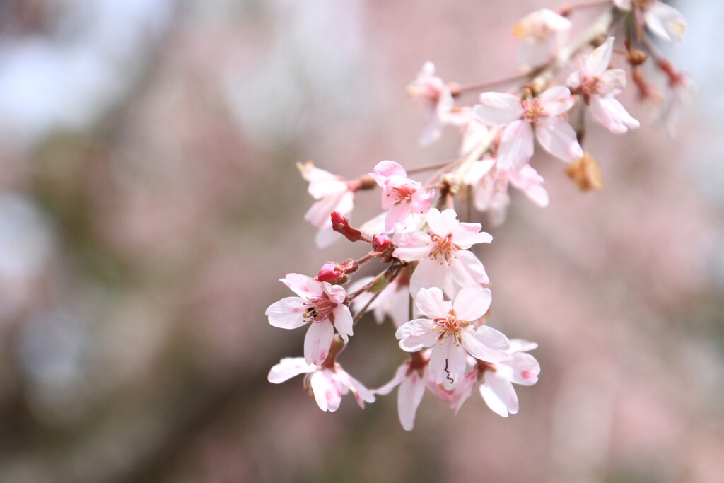 江戸彼岸桜