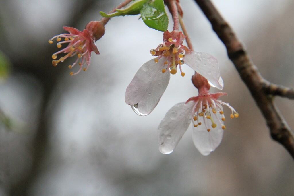 雨の桜2