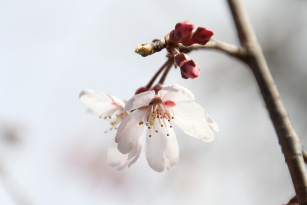 2021桜開花