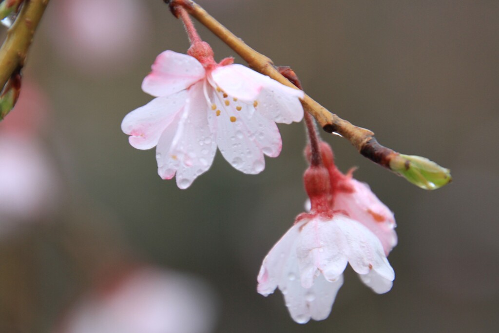 雨の桜3