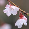 雨の桜3