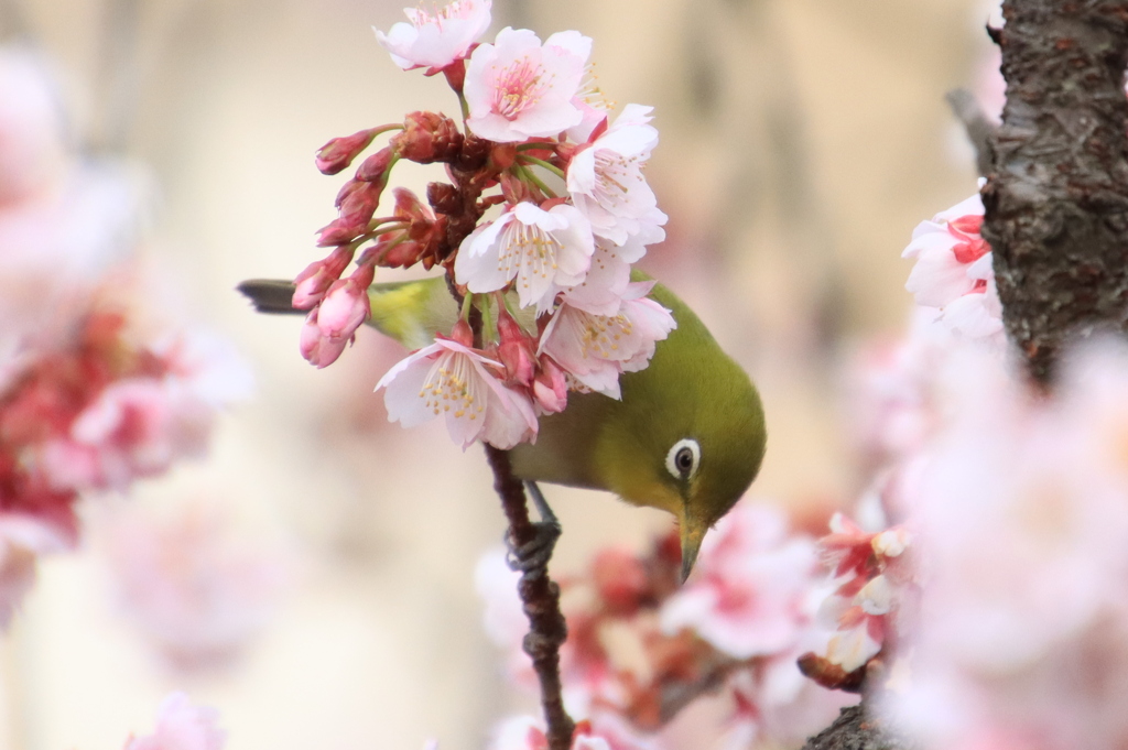 熱海桜