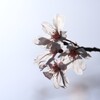 桜の季節