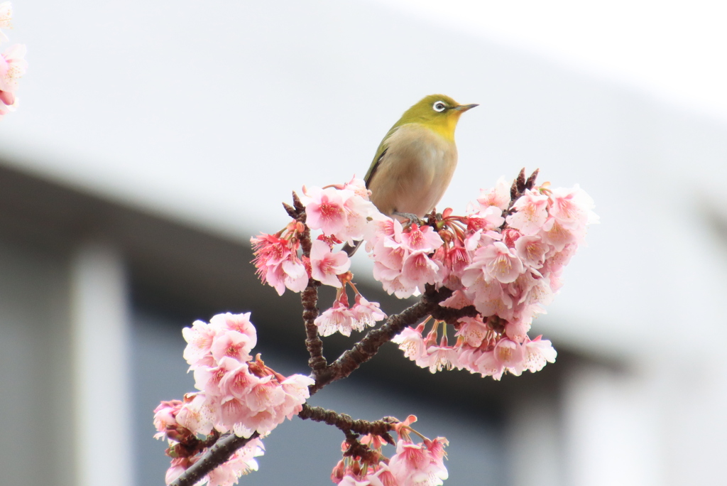 春を先取り