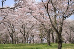 どこまでも桜