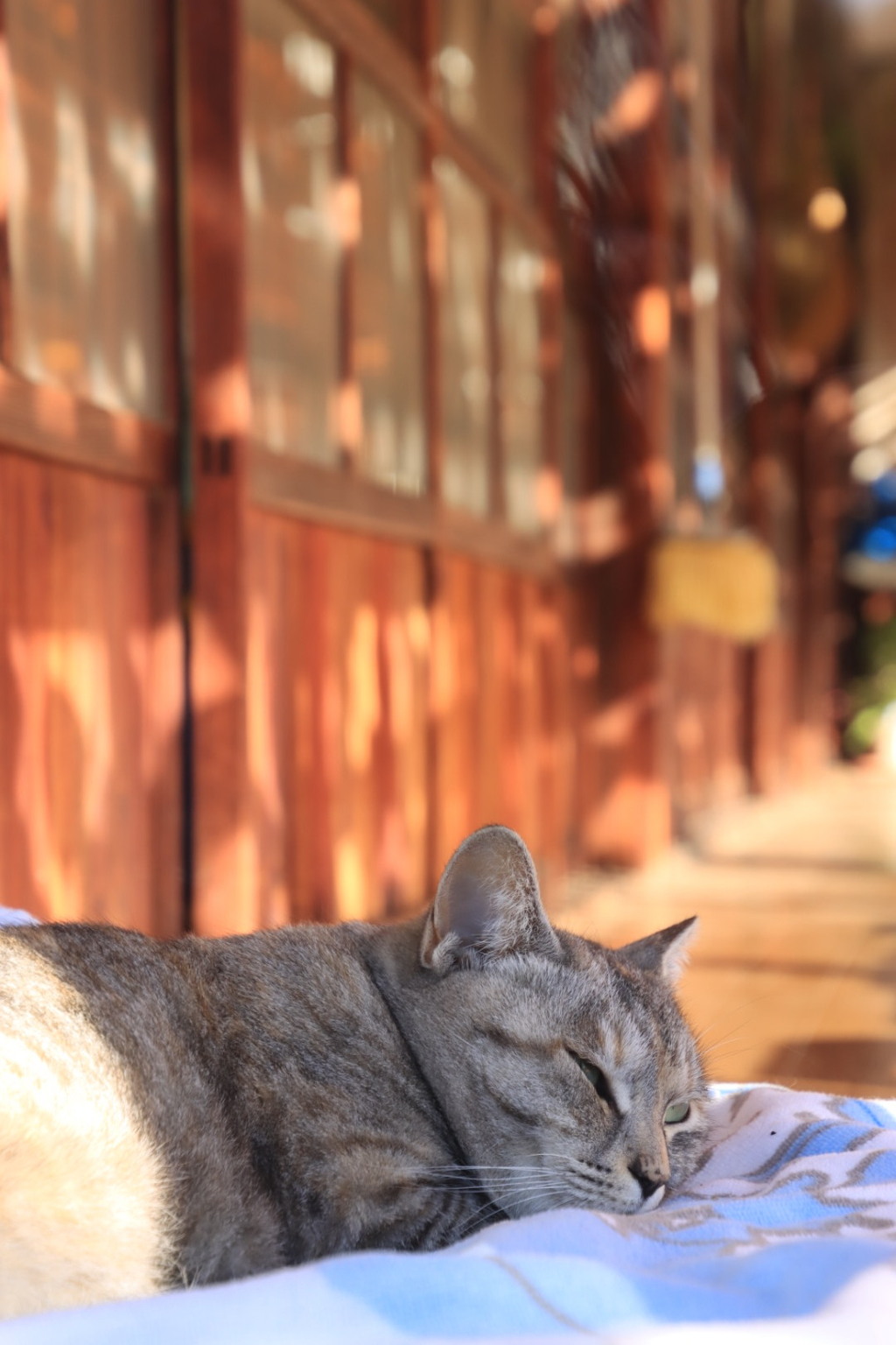 柿屋敷の猫