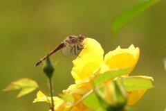 薔薇と