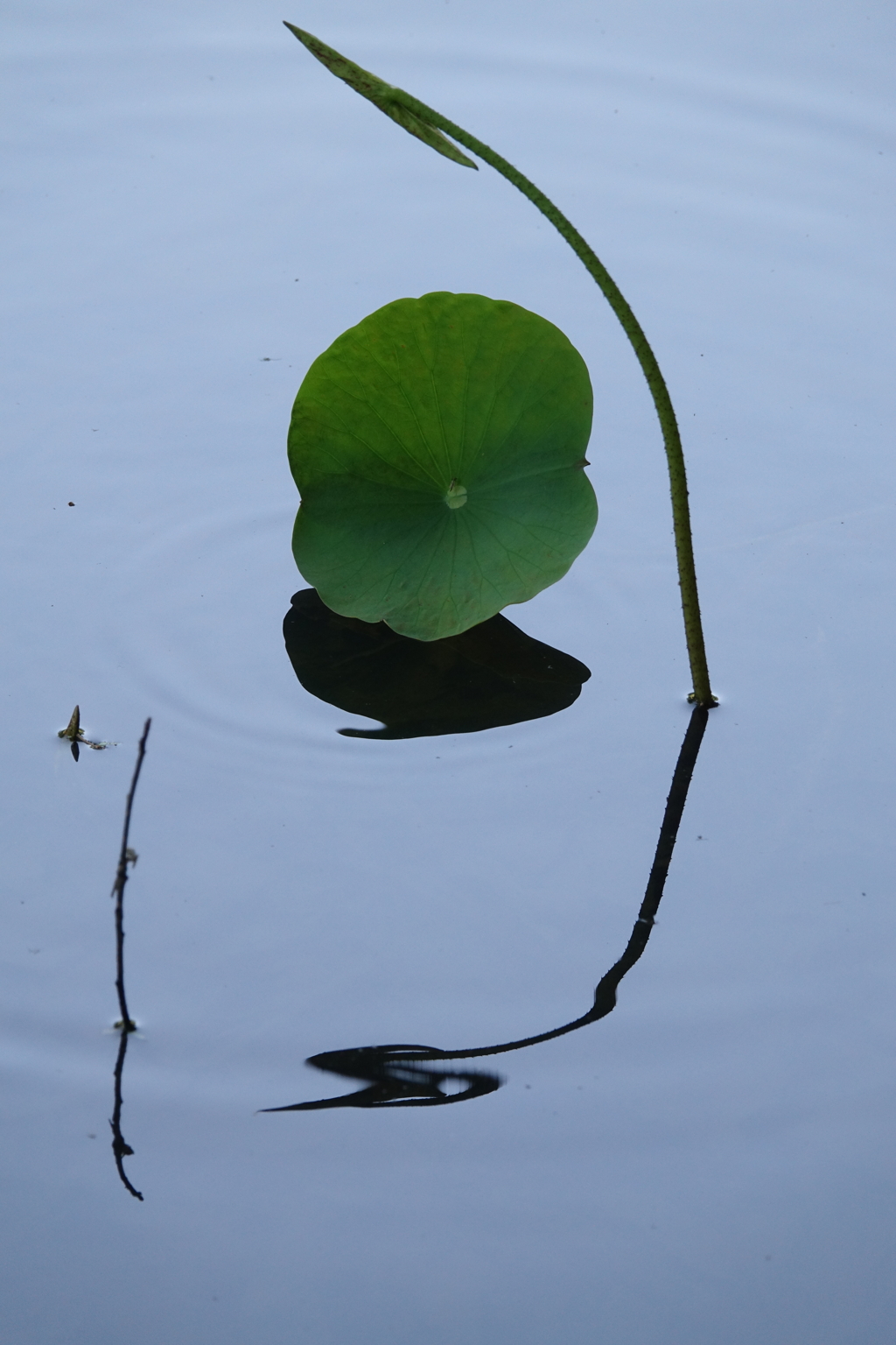 蓮池の片隅で