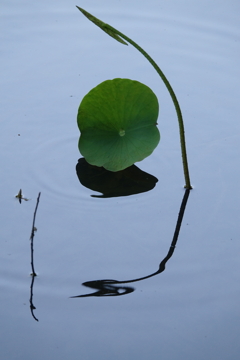 蓮池の片隅で