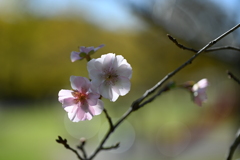 花と共にⅠ