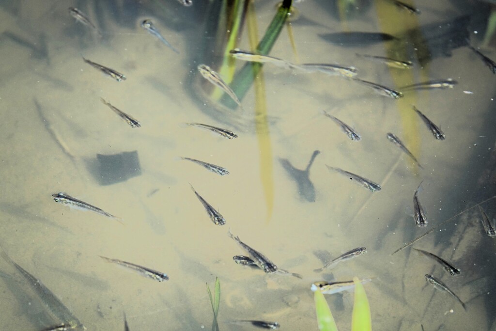 春の溜池