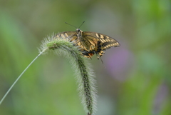 曇天の出会いⅢ