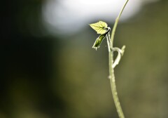 朝ですよ