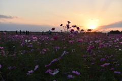 夕暮れのコスモス畑