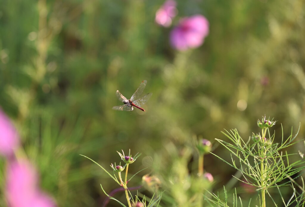 コスモス畑を巡る