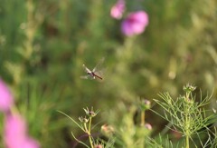 コスモス畑を巡る