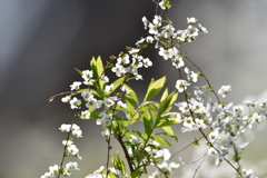 小さな白い花たち