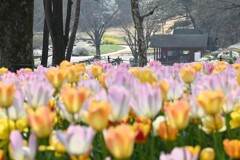 チューリップ畑から