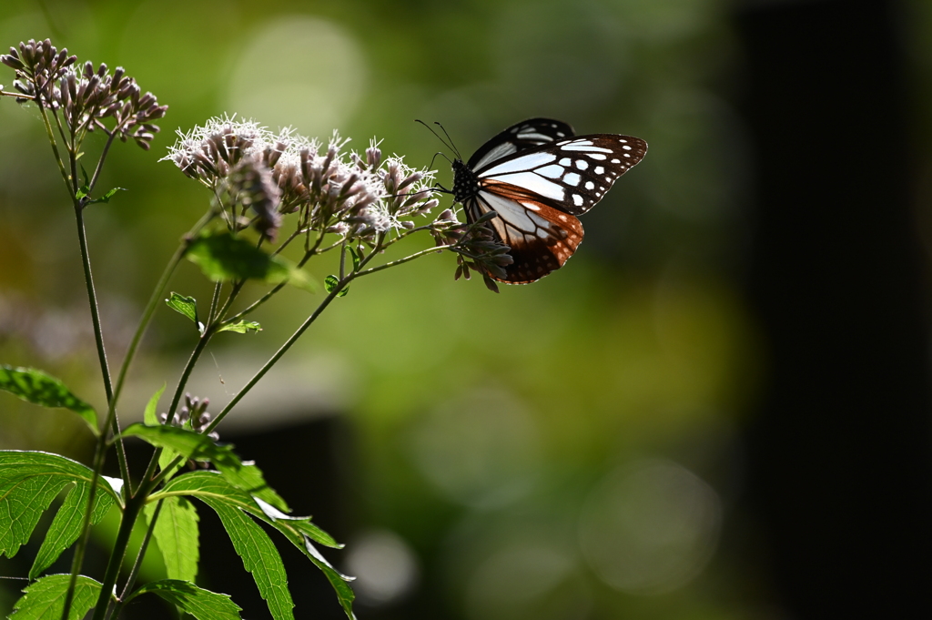 アサギマダラⅡ