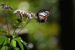 アサギマダラⅡ
