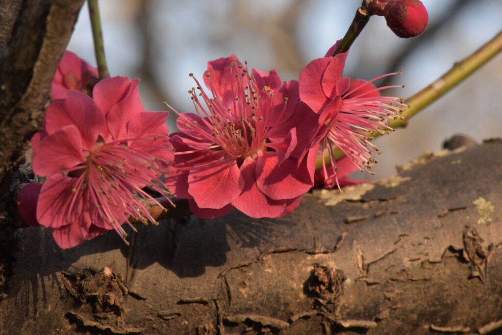 梅の花