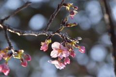 河津桜