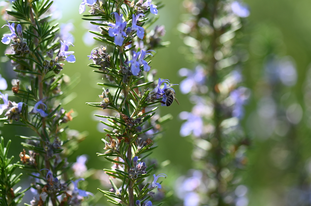 花の世界に生きる