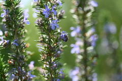 花の世界に生きる