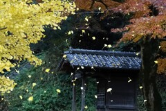 大銀杏Ⅱ