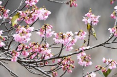 散らないうちに