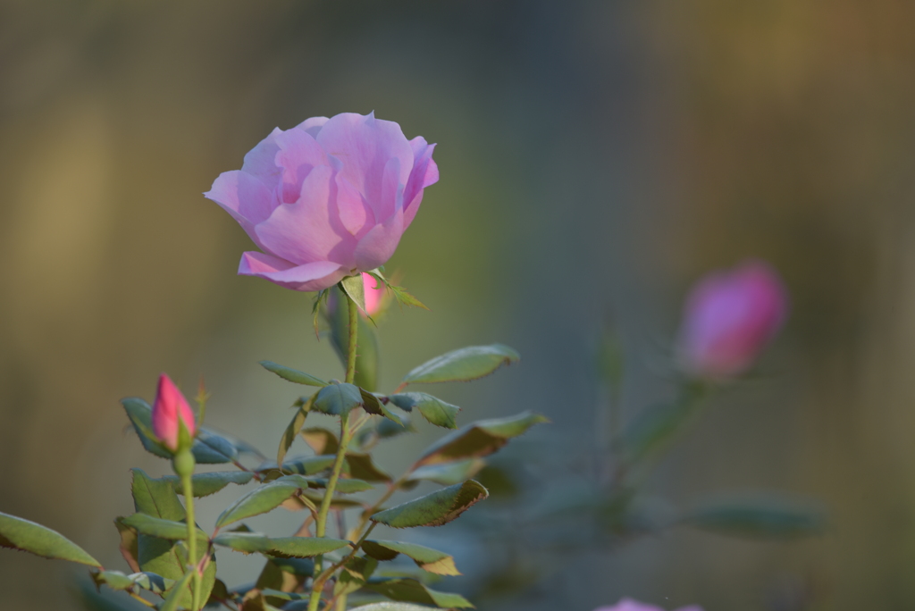 １０月の薔薇