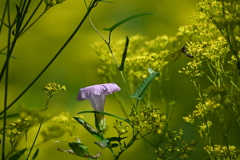 女郎花に囲まれて