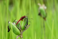ショウジョウトンボ