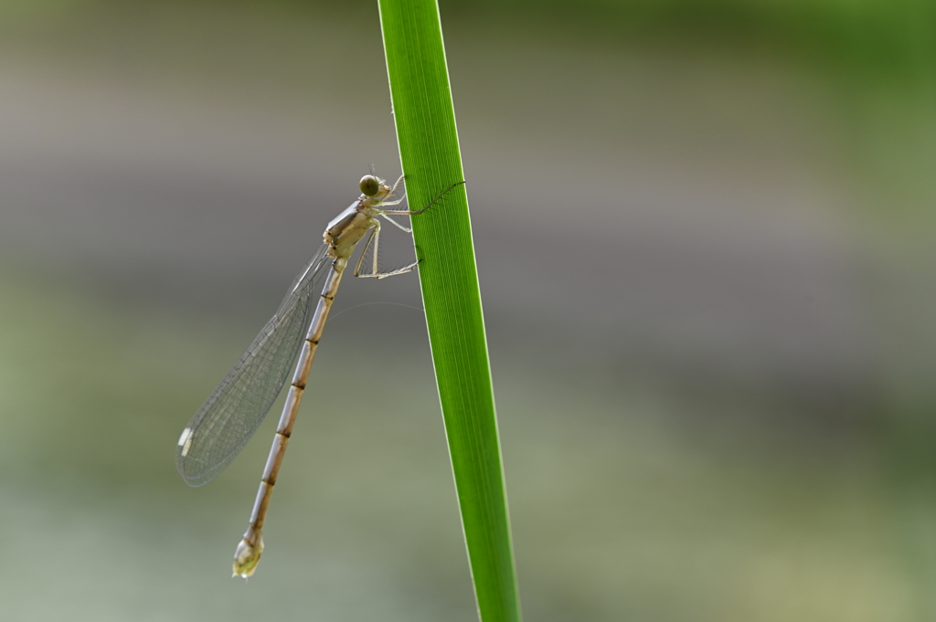 小さなトンボ