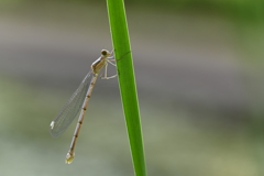 小さなトンボ